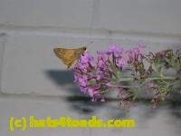 /home//u458753944/public_html/sourcegallery///Insects and small critters/butterflies and moths (Lepidoptera)/DSCN1103.JPG